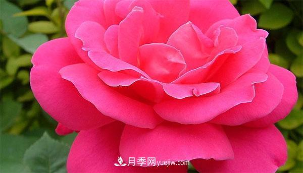 想要月季花朵開的又大又好，這幾個修剪小技巧一定要掌握！(圖1)
