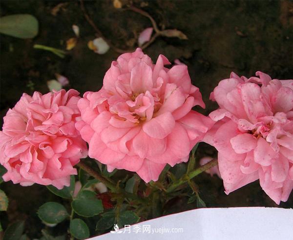 月季是我國的原產(chǎn)花卉，后來產(chǎn)生了很多優(yōu)良品種。分別是？(圖1)