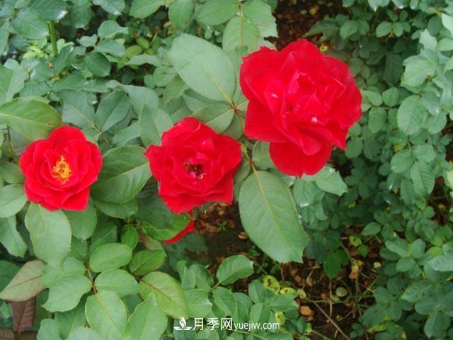 藤本月季在個(gè)性布置中很常見(jiàn)，它的移栽定植是什么？(圖1)