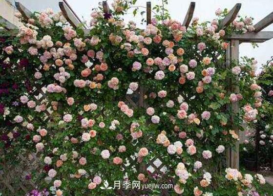 藤本月季怎么養(yǎng)？4種養(yǎng)殖方法讓藤本月季爬滿墻(圖2)
