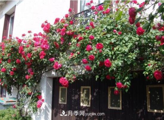 藤本月季怎么養(yǎng)？4種養(yǎng)殖方法讓藤本月季爬滿墻(圖4)