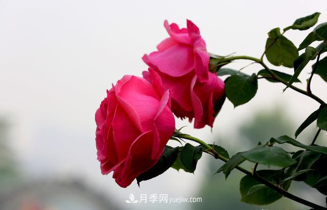 綠化工程月季的養(yǎng)護管理措施(圖1)