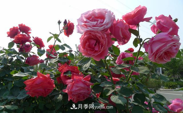 綠化工程月季的養(yǎng)護管理措施(圖2)
