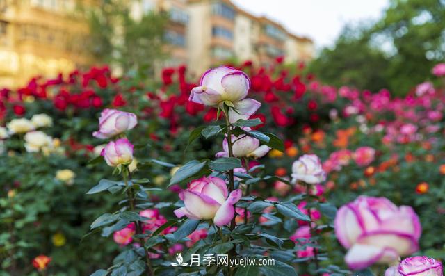 綠化工程月季的養(yǎng)護管理措施(圖3)