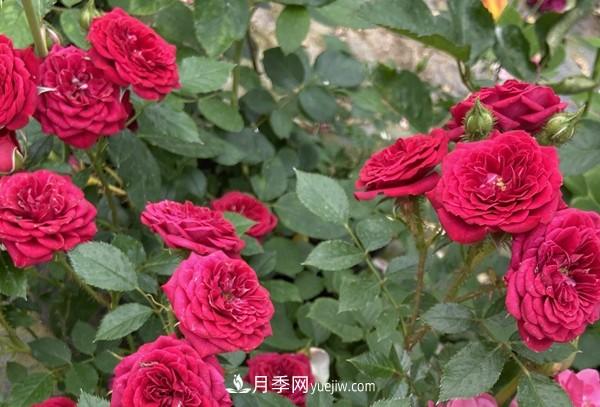 掌握好這3點，月季花才能開更多的花(圖1)