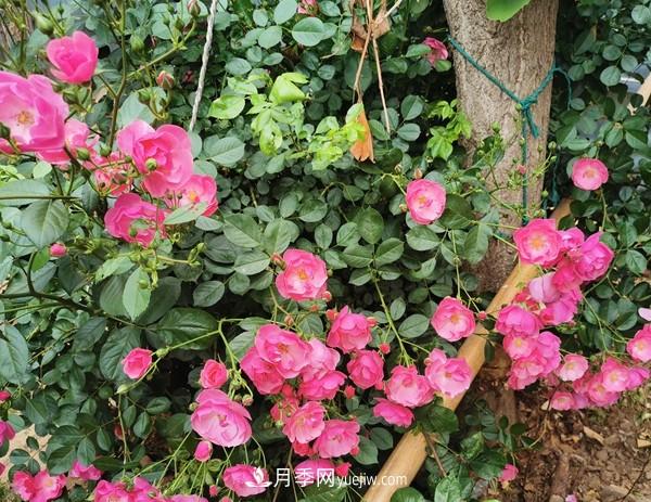 掌握好這3點，月季花才能開更多的花(圖2)
