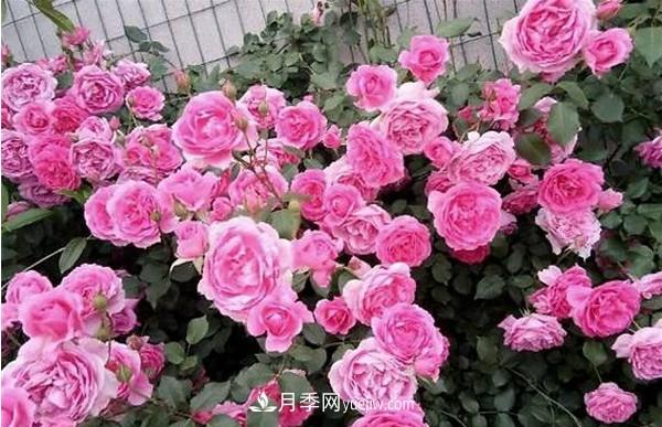 掌握好這3點，月季花才能開更多的花(圖3)
