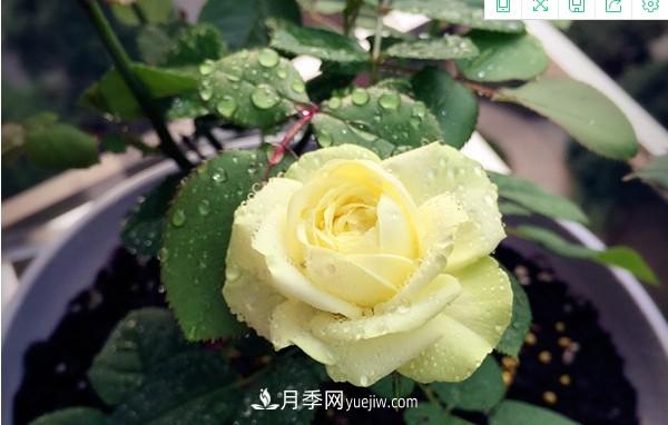 4個好養(yǎng)的月季品種，隨便一養(yǎng)就爆花，夏天耐熱不怕曬(圖1)