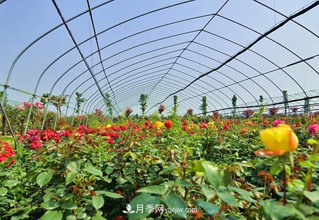 月季肥料必備三大種類，月季網(wǎng)盤點(diǎn)施用方法(圖3)