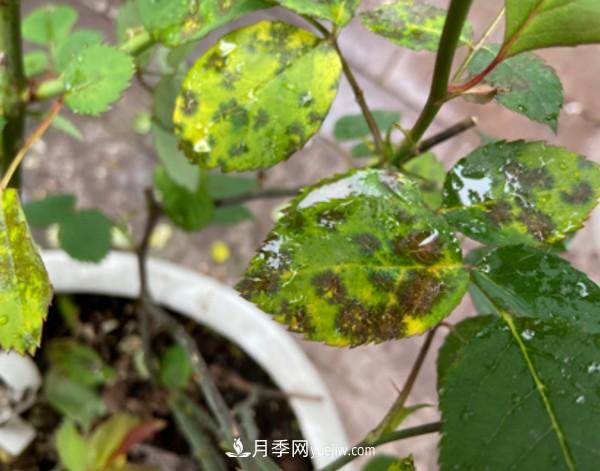 月季害怕的病蟲害有什么癥狀，你知道嗎？(圖1)
