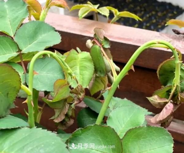 月季害怕的病蟲害有什么癥狀，你知道嗎？(圖2)