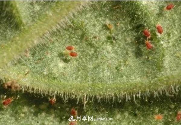 月季害怕的病蟲害有什么癥狀，你知道嗎？(圖4)