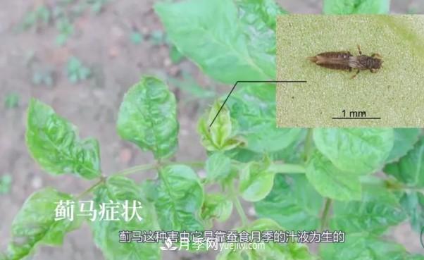 月季害怕的病蟲害有什么癥狀，你知道嗎？(圖5)