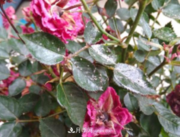 月季害怕的病蟲害有什么癥狀，你知道嗎？(圖6)