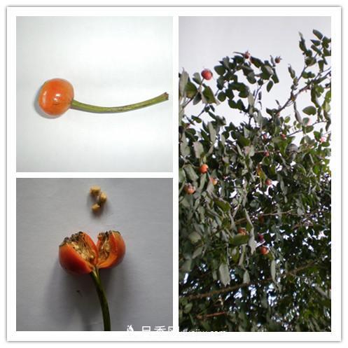 月季花籽能種嗎？月季花種子怎樣催芽？(圖1)