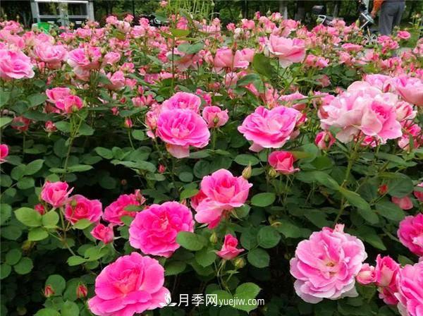 薔薇的盆栽種植技巧及種植技術(shù)全面分享，包含月季(圖1)