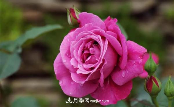 薔薇的盆栽種植技巧及種植技術(shù)全面分享，包含月季(圖2)