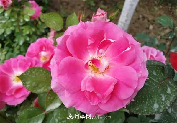 薔薇的盆栽種植技巧及種植技術(shù)全面分享，包含月季(圖3)