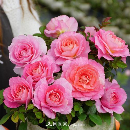 推薦4種微型月季，植株矮小花量大，專為陽(yáng)臺(tái)而生，值得擁有！(圖1)