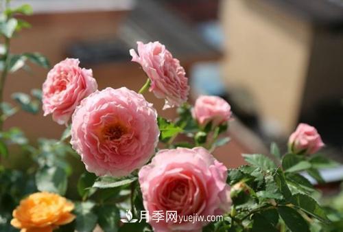 推薦4種微型月季，植株矮小花量大，專為陽(yáng)臺(tái)而生，值得擁有！(圖2)