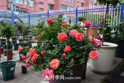 推薦4種微型月季，植株矮小花量大，專為陽(yáng)臺(tái)而生，值得擁有！(圖3)