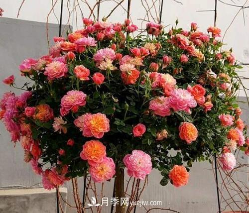 推薦4種微型月季，植株矮小花量大，專為陽(yáng)臺(tái)而生，值得擁有！(圖4)