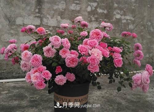 推薦4種微型月季，植株矮小花量大，專為陽(yáng)臺(tái)而生，值得擁有！(圖5)