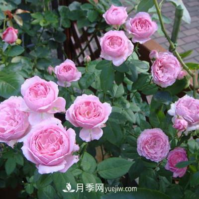 推薦4種微型月季，植株矮小花量大，專為陽(yáng)臺(tái)而生，值得擁有！(圖6)