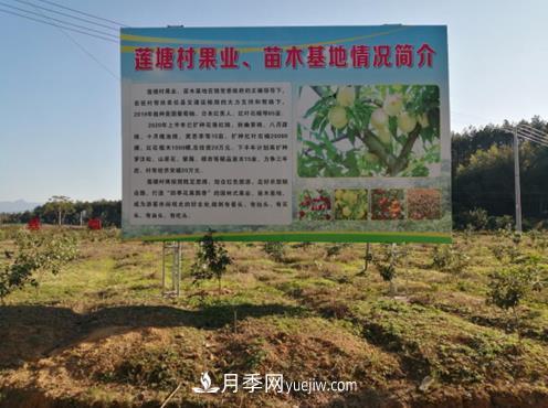 九江武寧縣：發(fā)展苗木基地，壯大綠色經(jīng)濟，苗木熱賣啦(圖1)