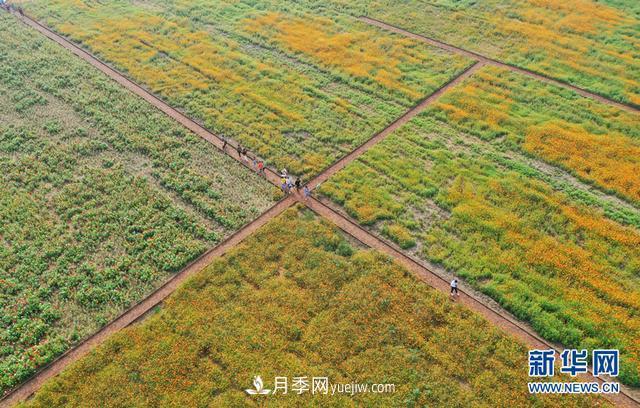 回顧記錄，中國月季展覽會(huì)花開阜陽(圖3)