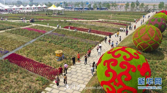 回顧記錄，中國月季展覽會(huì)花開阜陽(圖1)