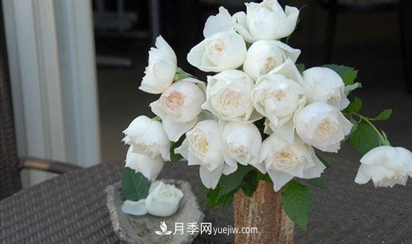 心之水滴月季，白色的切花月季推薦(圖2)
