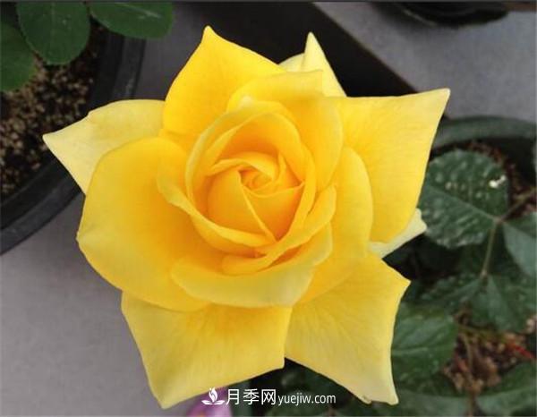 5種高顏值黃色系月季，漂亮又好養(yǎng)(圖1)