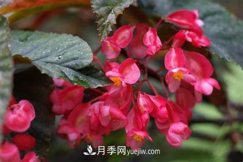 有3種花養(yǎng)在室內(nèi)長(zhǎng)得好，葉子還能葉插成活(圖1)