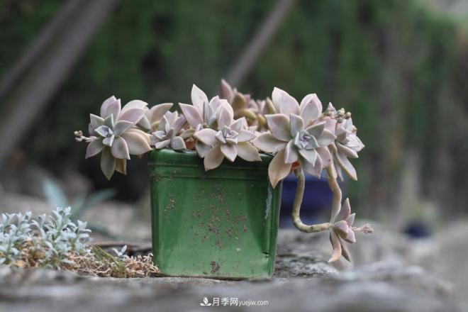 有3種花養(yǎng)在室內(nèi)長(zhǎng)得好，葉子還能葉插成活(圖4)