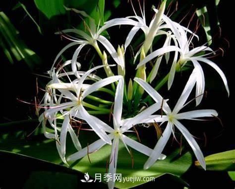 有3種花養(yǎng)在室內(nèi)長(zhǎng)得好，葉子還能葉插成活(圖6)