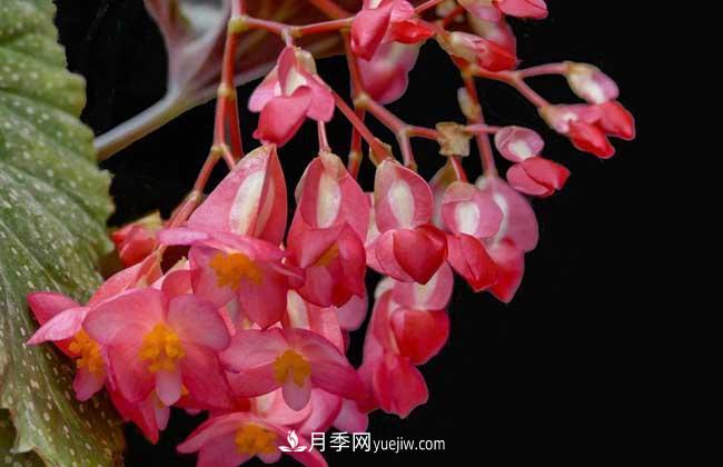 有3種花養(yǎng)在室內(nèi)長(zhǎng)得好，葉子還能葉插成活(圖2)