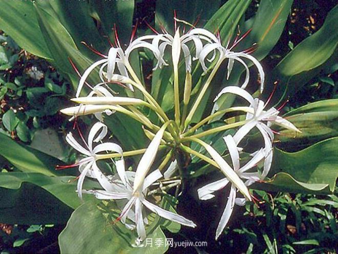 有3種花養(yǎng)在室內(nèi)長(zhǎng)得好，葉子還能葉插成活(圖5)