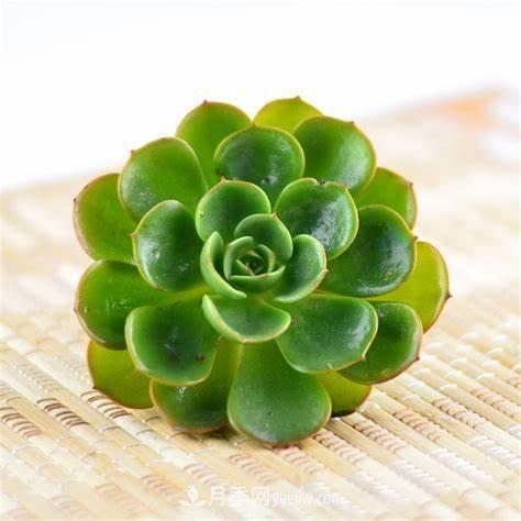 有3種花養(yǎng)在室內(nèi)長(zhǎng)得好，葉子還能葉插成活(圖3)