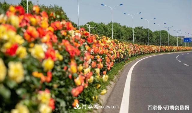 春色滿園關(guān)不住，為何月季領(lǐng)風(fēng)騷(圖2)