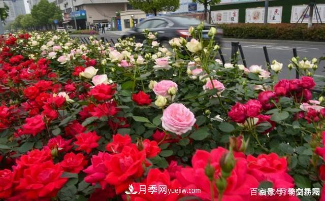 春色滿園關(guān)不住，為何月季領(lǐng)風(fēng)騷(圖3)