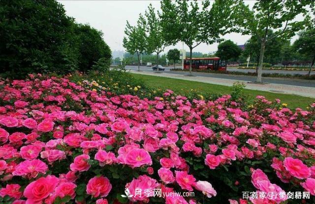 春色滿園關(guān)不住，為何月季領(lǐng)風(fēng)騷(圖4)