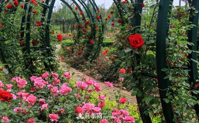新余凱光植物園，新余人看月季的好地方(圖1)