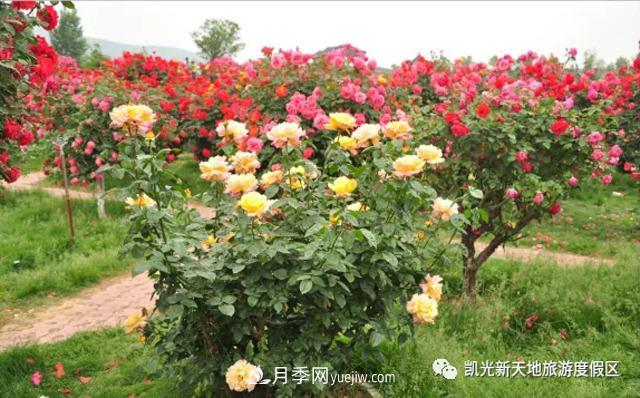 新余凱光植物園，新余人看月季的好地方(圖2)