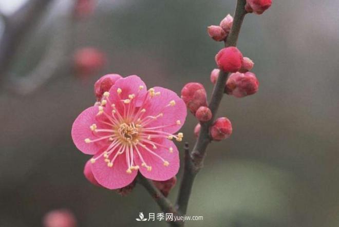 淮北市的市花是什么？月季花的花語寓意(圖3)