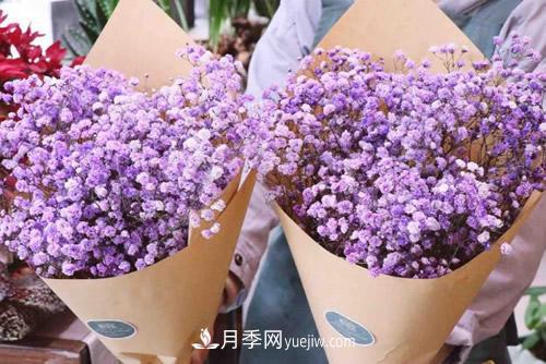 紫色滿天星的花語是什么？紫色滿天星適合送給什么人？(圖1)