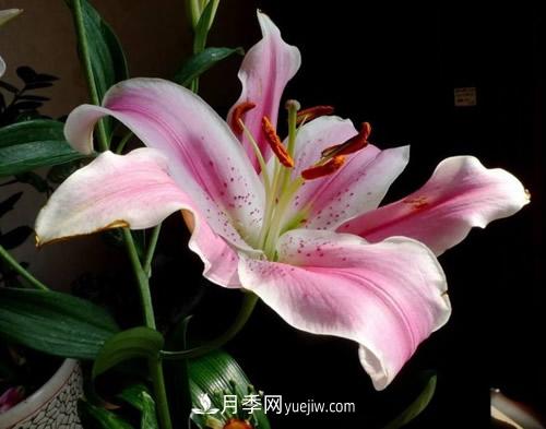 不同品種百合花花期是多久，白百何開花季節(jié)(圖1)