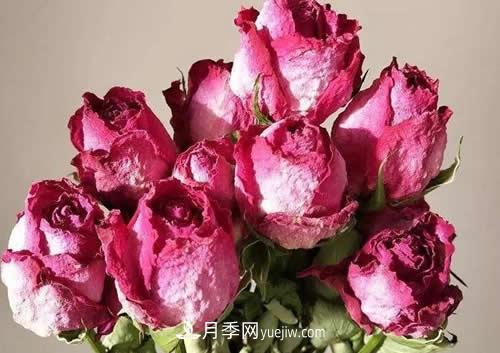 干花玫瑰花怎么護理？(圖1)