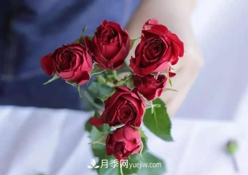 多頭玫瑰應(yīng)該怎么養(yǎng)護(hù)？(圖1)