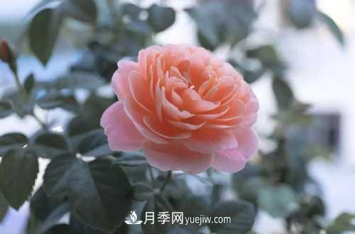 養(yǎng)護(hù)月季時(shí)需要扦插的時(shí)候都要注意哪些事項(xiàng)？(圖1)